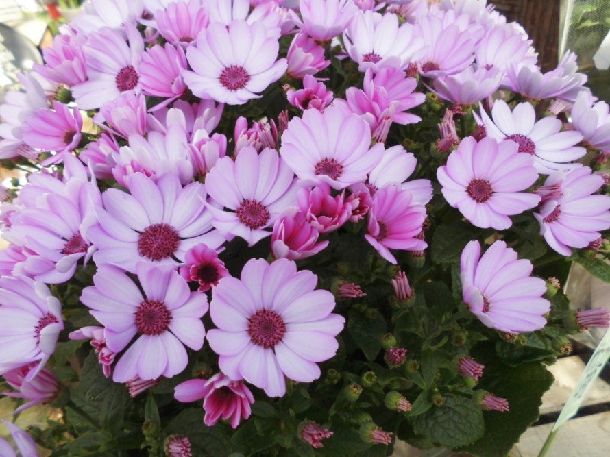 セネシオ♪│長野県飯田市│庭・外構・エクステリア│黄鶴園(こうかくえん)