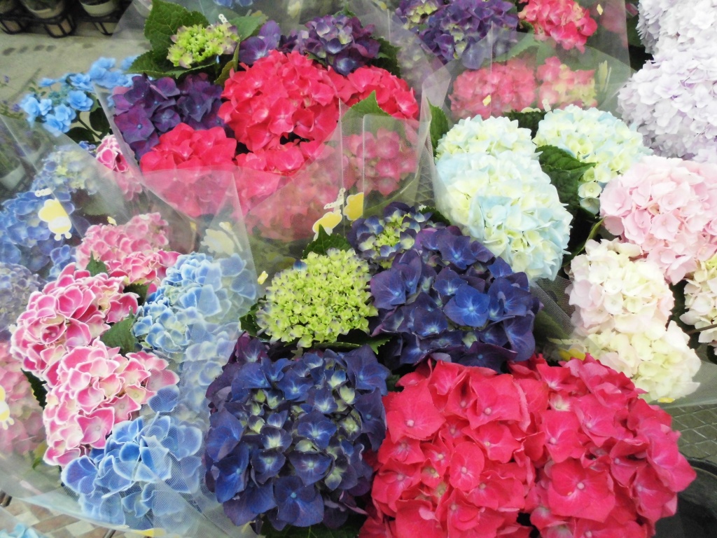 飯田市庭作りオススメのお花