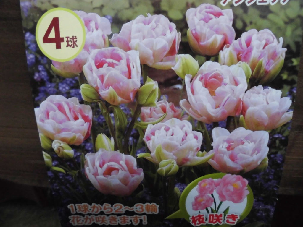 チューリップの球根、八重咲きチューリップ、パンジー、ビオラと一緒に植えて楽しむなら、飯田市で球根を取り扱ってるお店なら
