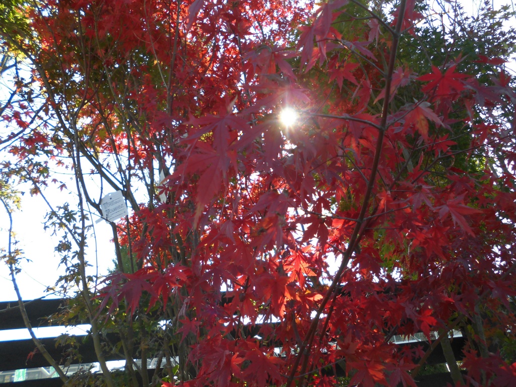 紅葉がきれいな樹木、飯田市お庭のことなら、秋の紅葉