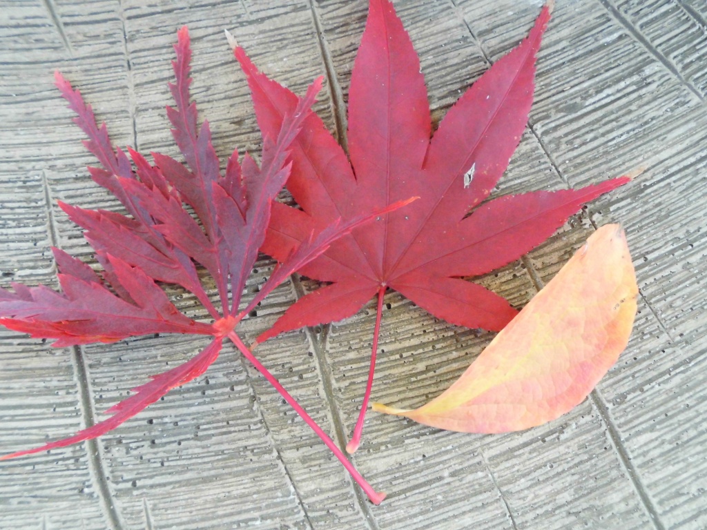 紅葉がきれいな樹木、飯田市お庭のことなら、秋の紅葉