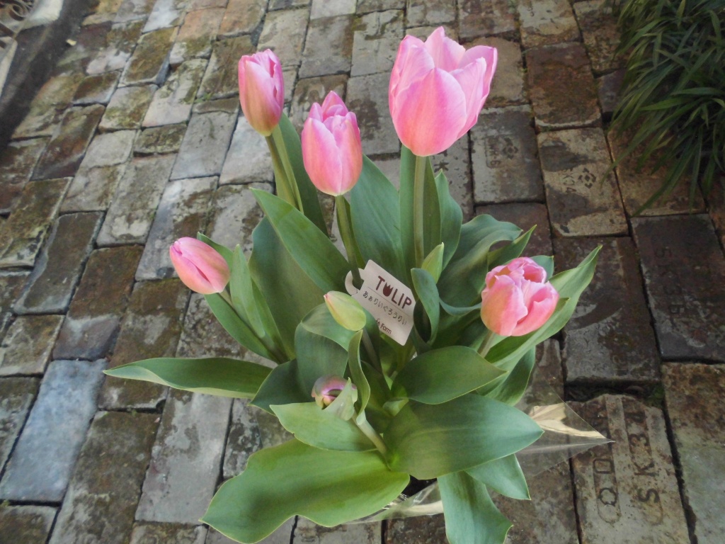 春のお花を使ったかごもりおつくりしてます、プレゼントにチューリップ、球根なので毎年楽しめます、飯田市庭つくり、外構工事、ガーデン、ガーデニング