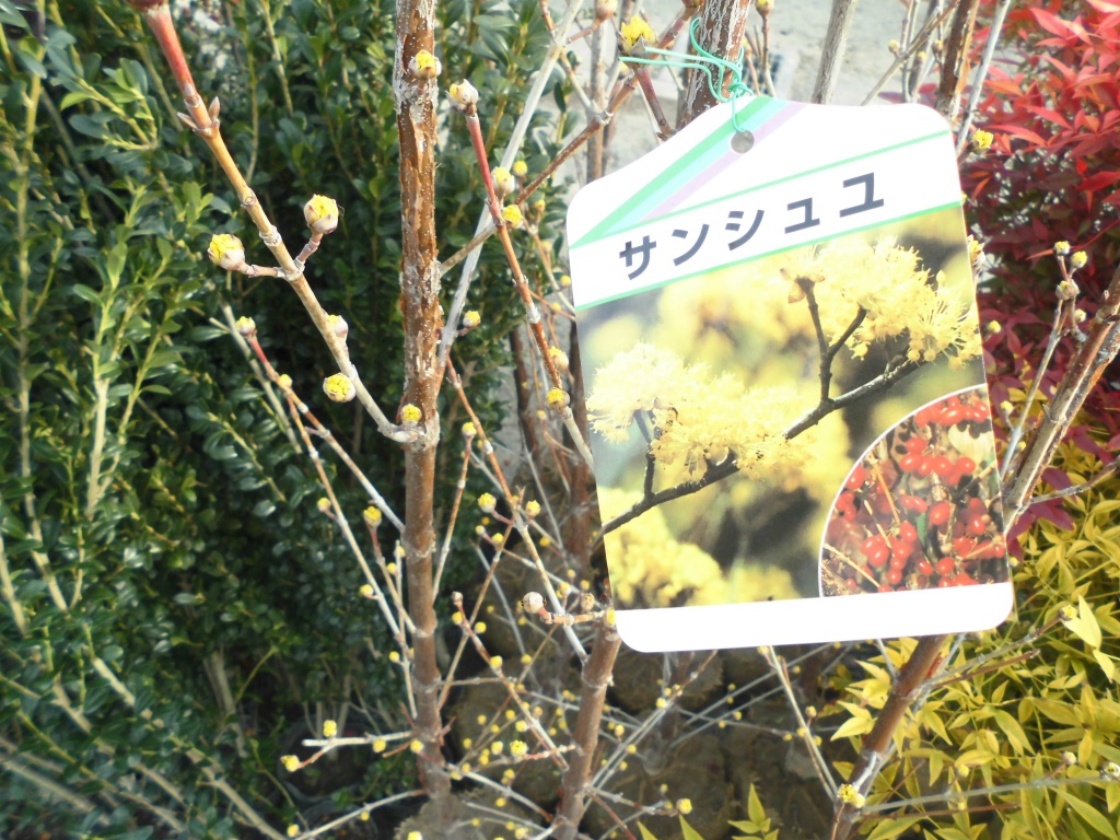 飯田市庭作りにおススメの植物