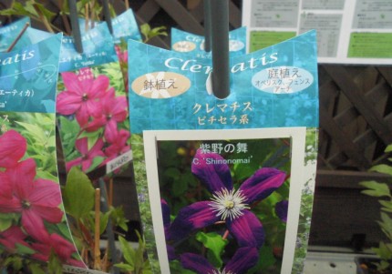 飯田市庭作りにおススメの植物たち、