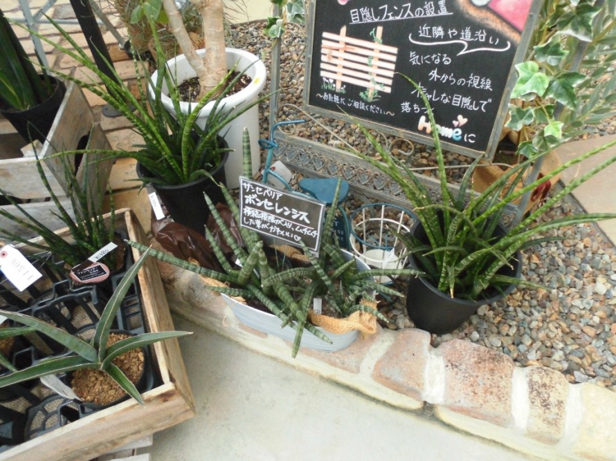 飯田市庭作りおススメの植物、