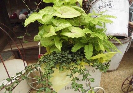飯田市庭作りおススメの植物、