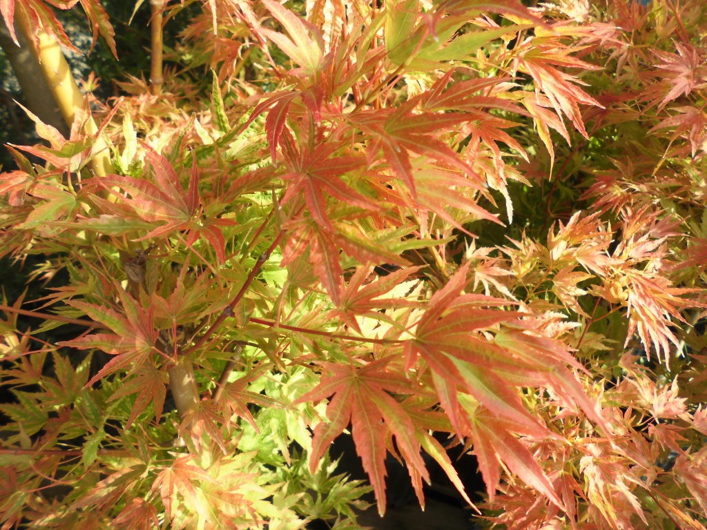 チシオモミジ、真っ赤に色づくことか鮮やかな庭木として人気の品種です、飯田市庭つくり、外構工事、ガーデン、ガーデニング