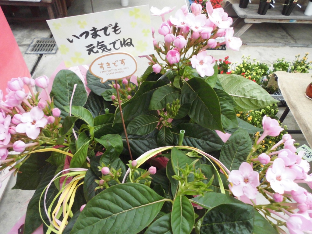 飯田市庭作りおススメの植物