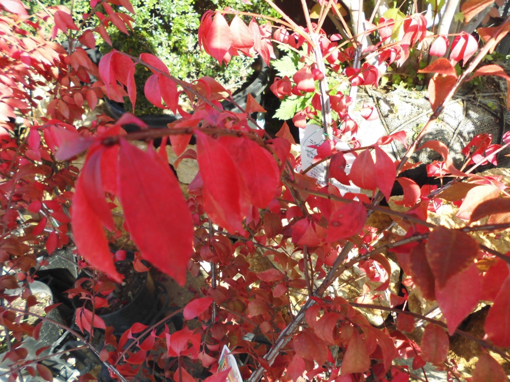 ニシキギ、錦を思わす秋の紅葉の美しさが最大の魅力、キンモクセイ、花の香りが秋の訪れを知らせてくれるキンモクセイ、丈夫で育てやすく庭木としても人気の花木です、飯田市庭つくり、外構工事、ガーデン、ガーデニング