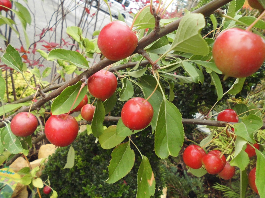 姫リンゴ、観賞用姫リンゴ、サクランボのような実が鈴なりになってできる品種です、春には白い花がは楽しめます、飯田市庭つくり、外構工事、ガーデン、ガーデニング