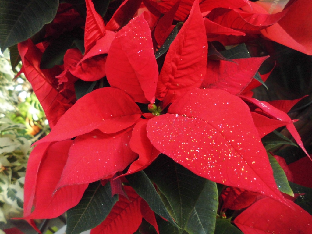 もうすぐクリスマス　クリスマスにぴったりのポインセチアやプリンセチア続々入荷しております、綺麗な赤やピンクが目をひくポインセチア、贈り物としても喜ばれるポインセチアです、飯田市でお庭のことなら何でもご相談ください