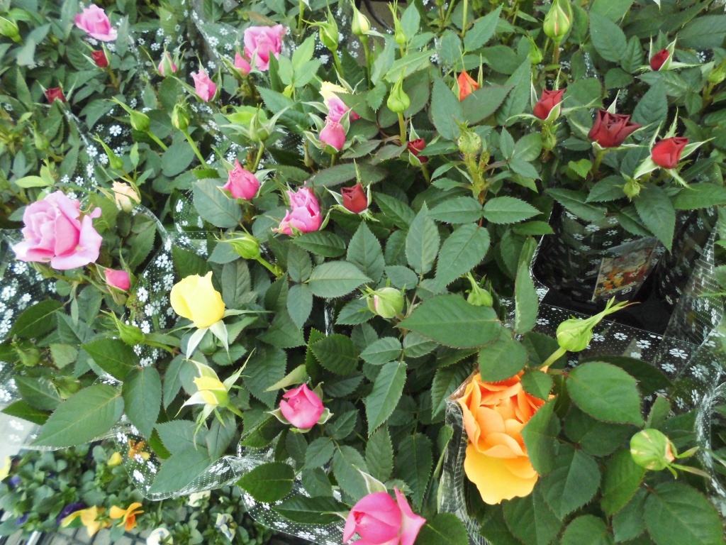 ハゴロモジャスミン　レッドスター、ラナンキュラス　アヤリッチ入荷いたしました、発色がとても美しい品種のラナンいキュラスで寄せ植えにしてもかごもりにいれても可愛いく春らしくなります、飯田市でお庭のことならなんでもご相談ください