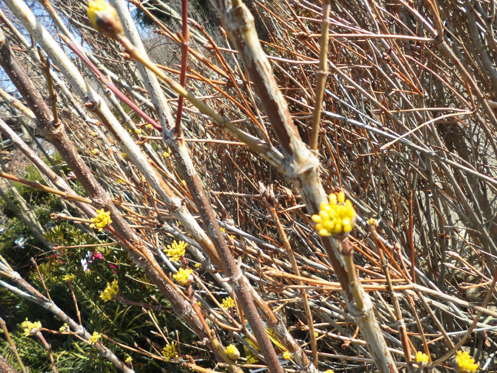 サンシュユまだ肌寒いうちから可愛らしい黄色の花を咲かせて春の訪れを知らせてくれます　飯田市でお庭のことなら何でもご相談ください