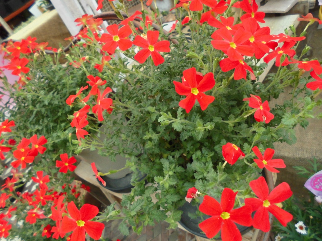 サンブリテニアスカーレット鮮やかな赤がとても目を引きます可愛らしいお花も魅力的です、お花の贈り物にもおすすめです、飯田市でお庭のことならなんでもお気軽にご相談ください