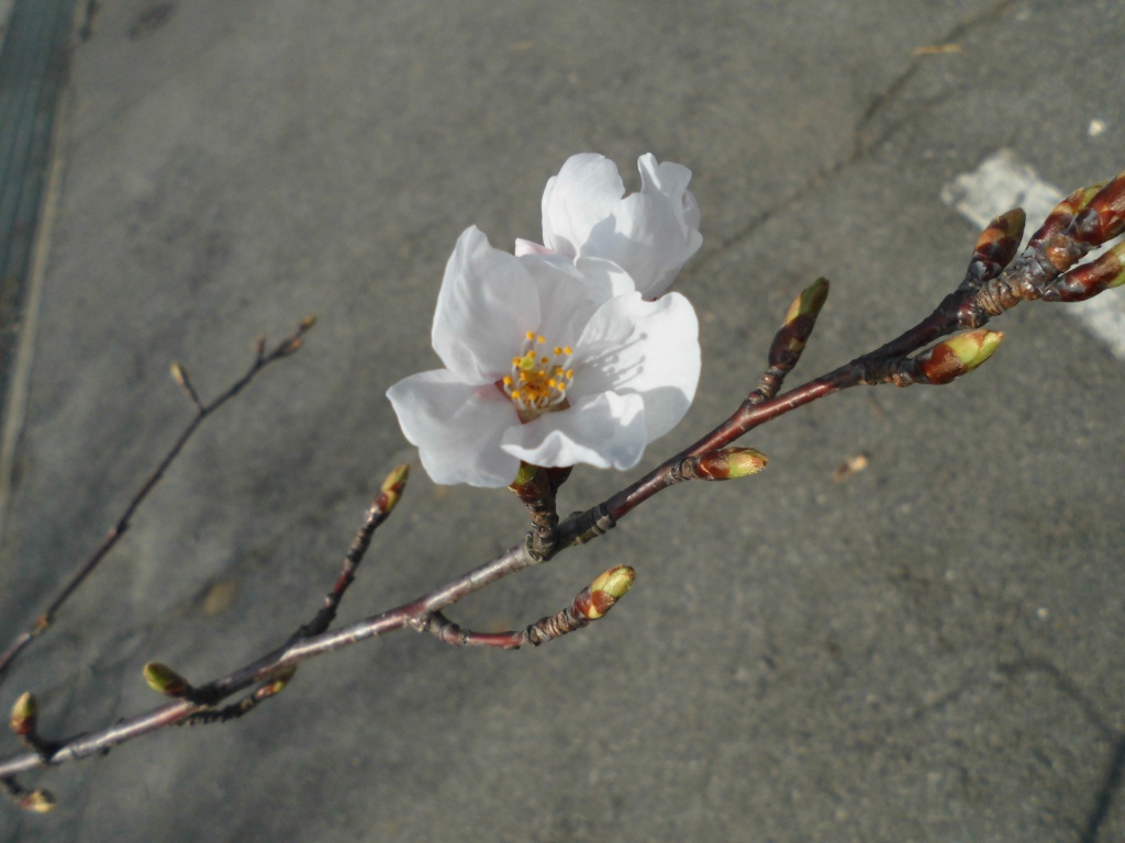 ４月にはいりお店の桜も花を咲かせ始めました花桃もだいぶ蕾がふくらんできています、飯田市でお庭の事なら何でもお気軽にご相談ください