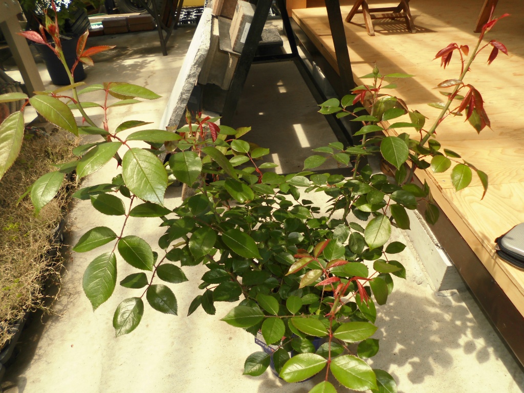 飯田市庭作りおススメの植物を取り扱う黄鶴園