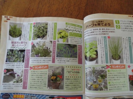 飯田市庭作りおススメの植物を取り扱うお店こうかくえん