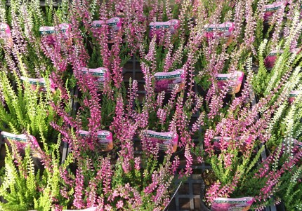 庭で楽しめる宿根草 長野県飯田市 庭 外構 エクステリア 黄鶴園 こうかくえん