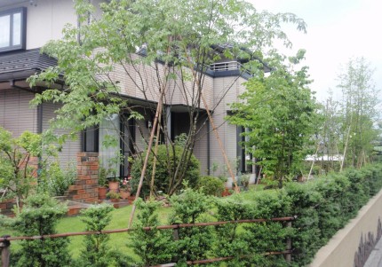 アオダモ/飯田市庭つくり、外構工事、ガーデン、ガーデニング