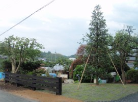 モッコク/飯田市庭つくり、外構工事、ガーデン、ガーデニング